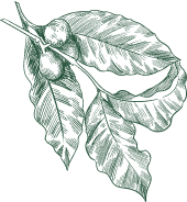 Leafy Vegetables